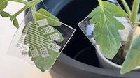 Plant Disease-Monitoring Patches