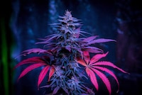 Cannabis Delivery Services