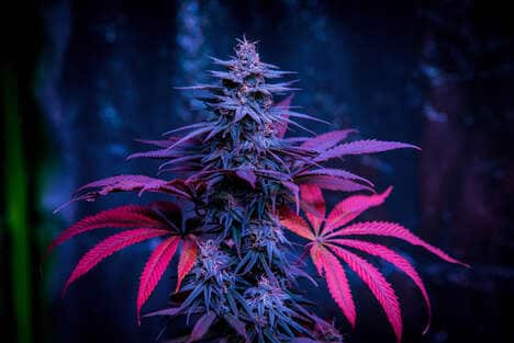 Cannabis Delivery Services
