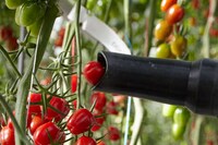 Robot Tomato Harvesters Image 2