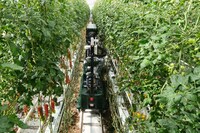 Robot Tomato Harvesters Image 3