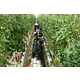Robot Tomato Harvesters Image 3