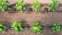 Deep Root Watering Systems Image 2
