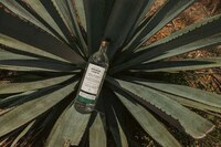 Sustainable Mezcal Brands Image 1