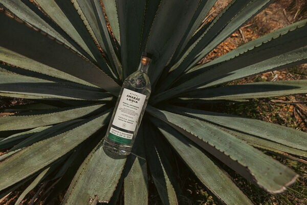 Sustainable Mezcal Brands