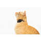 Cat-Tracking Collars Image 1