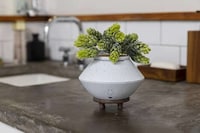 Planter-Like Air Fresheners
