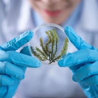 Bioactive Botanical Supplements Image 3