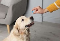 Grocer Pet Medication Platforms Image 1