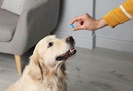 Grocer Pet Medication Platforms