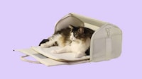 Airline-Safe Cat Carriers Image 1