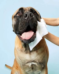 Plant-Based Dog Wipes Image 1