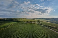 Greenery-Topped Winery Designs Image 8