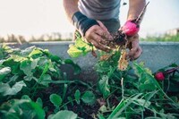 Exclusive Employee Farms Image 2