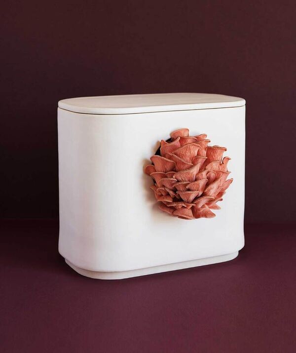 Mushroom-Growing Ceramic Planters
