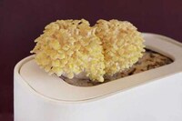 Mushroom-Growing Ceramic Planters Image 2