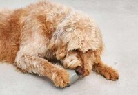 Interactive Dog Feeder Toys Image 2