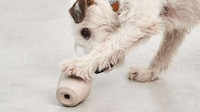 Interactive Dog Feeder Toys Image 3