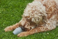 Interactive Dog Feeder Toys Image 4
