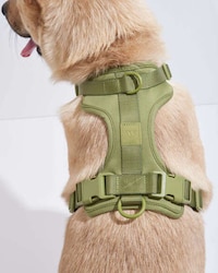 Moss-Colored Dog Accessories Image 2