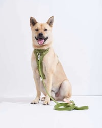 Moss-Colored Dog Accessories Image 5