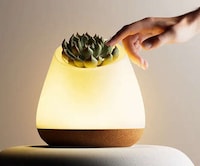 Naturalistic Biophilic Lamp Designs Image 3