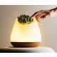 Naturalistic Biophilic Lamp Designs Image 3