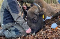 Lifelong Wildlife Trackers Image 2