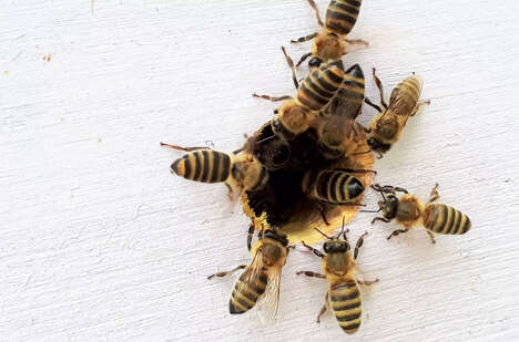 Honey-Spiked Hard Seltzers