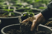 Advanced Cannabis Chatbots