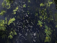 Chalk Streams Exhibits Image 3