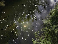 Chalk Streams Exhibits Image 5