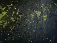 Chalk Streams Exhibits Image 6