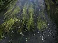 Chalk Streams Exhibits Image 7