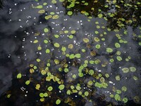 Chalk Streams Exhibits Image 8