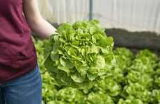 Mildew-Resistant Lettuces