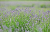 Cut-Your-Own Lavender Bundles