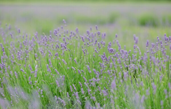 Cut-Your-Own Lavender Bundles