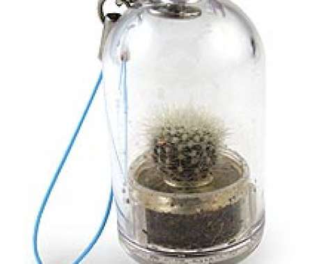 10 Cactus Inspired Innovations