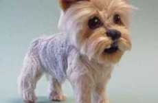 20 Furry Innovations