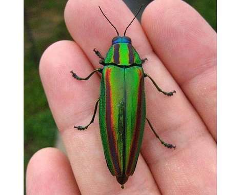 9 Beetle Innovations