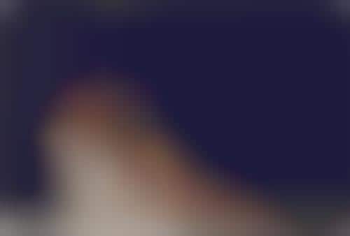 Feathery Photo Shoots