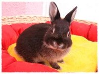 Bunny-Petting Cafes