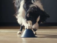 Instinct-Stimulating Dog Toys Image 2