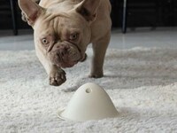 Instinct-Stimulating Dog Toys Image 4