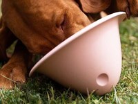 Instinct-Stimulating Dog Toys Image 5
