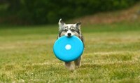 Revolutionary Flying Disc Image 8