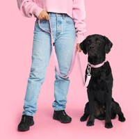 Doll-Themed Dog Collections Image 3