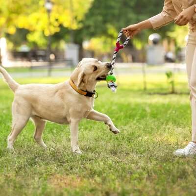 Pet Glucose-Managing Ingredients