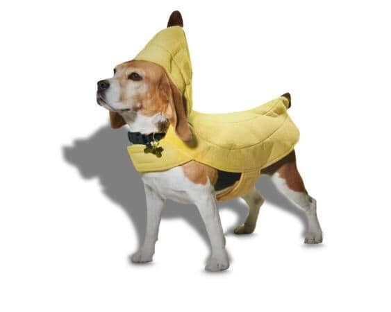 Expansive Halloween Pet Collections
